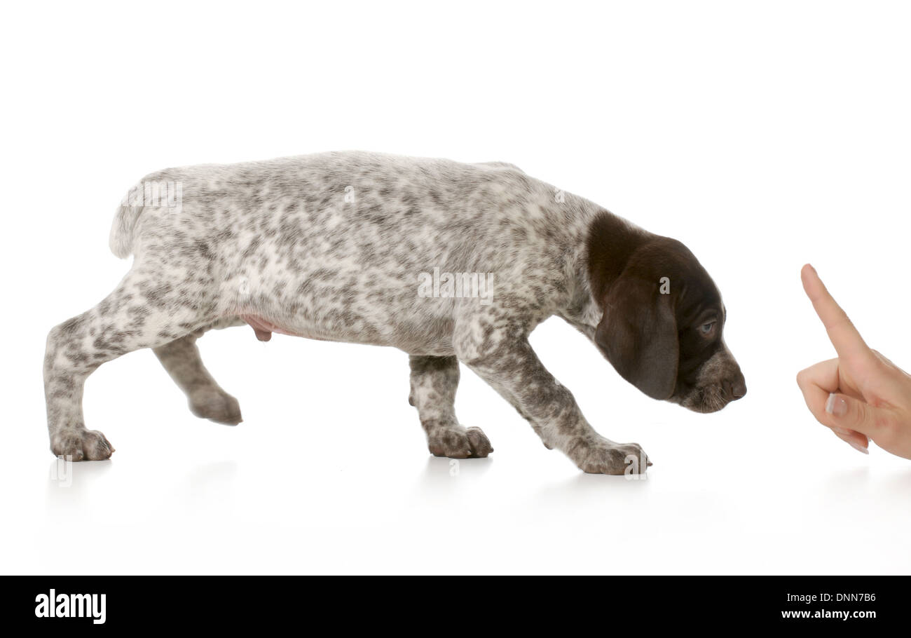Bad Puppy - Braco Alemán ser regañado aislado sobre fondo blanco. Foto de stock