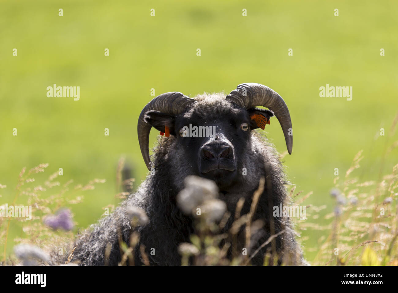 Islandés ovejas con lana de varios colores y cortos cuernos rizados mirando a la cámara Foto de stock