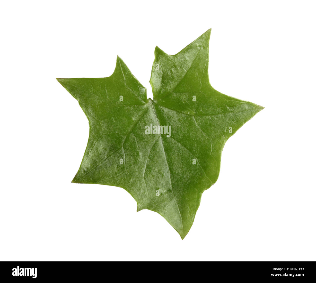 Alemán-ivy Delairea odorata (Asteraceae) Foto de stock