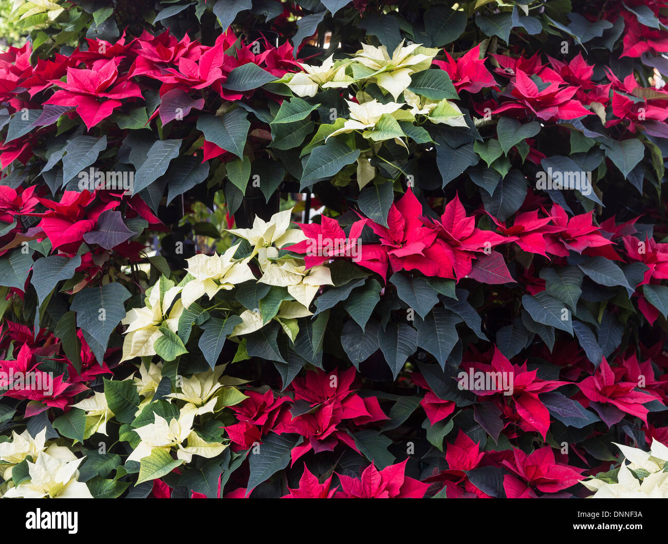 Nochebuena, Navidad tradicional flor con brácteas de color rojo y blanco - rojo es 'Campeón Hot Pink' Foto de stock
