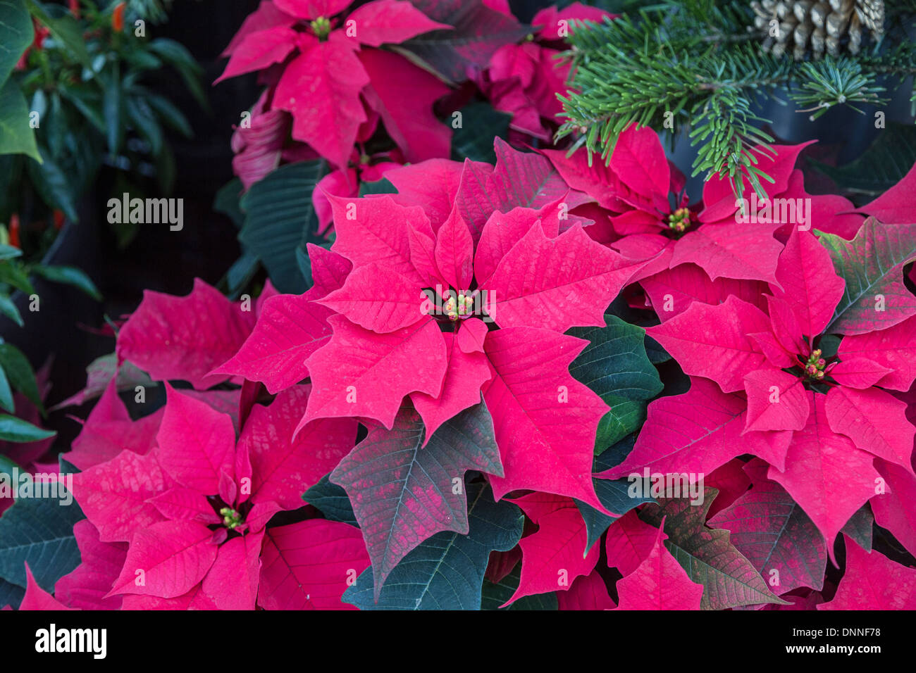 Nochebuena, Navidad tradicional flor con brácteas de color rojo - variedad  'Campeón Hot Pink' Fotografía de stock - Alamy