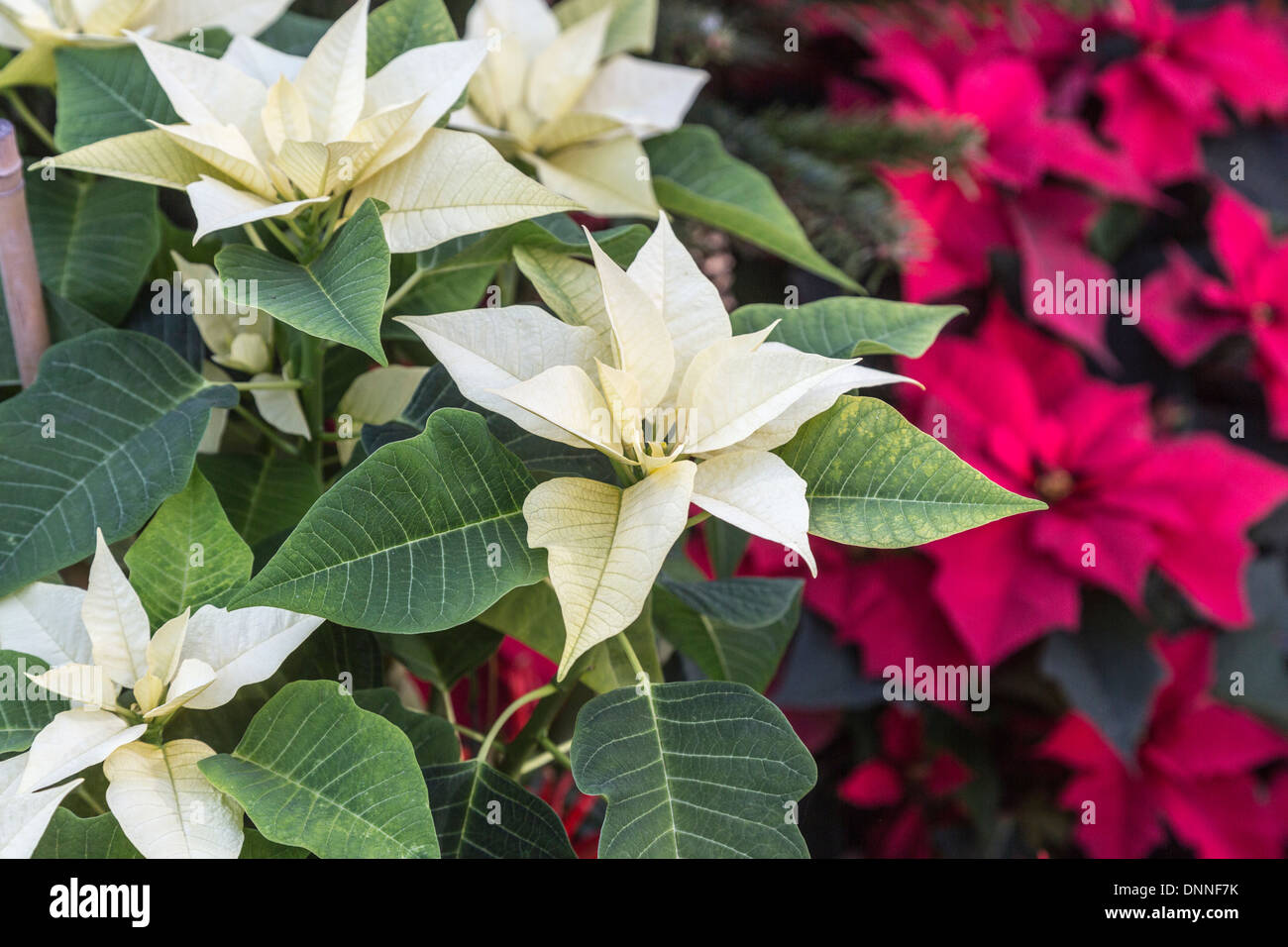 Nochebuena, Navidad tradicional flor con brácteas de color rojo y blanco -  rojo es 'Campeón Hot Pink' Fotografía de stock - Alamy