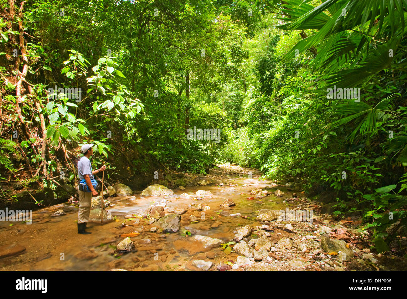 Un río en la Península de Osa en Costa Rica Foto de stock