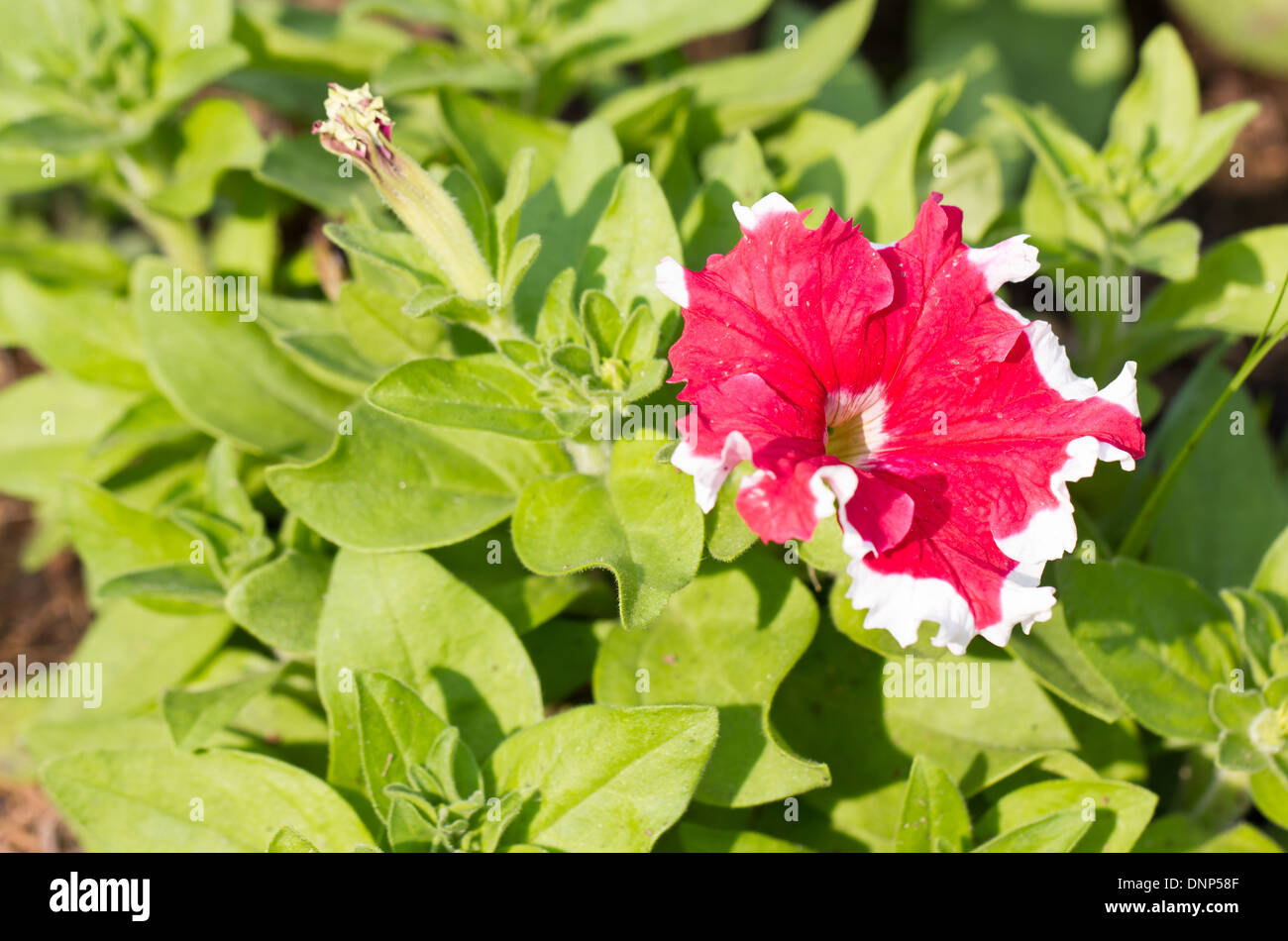 Petunia flor roja. Foto de stock