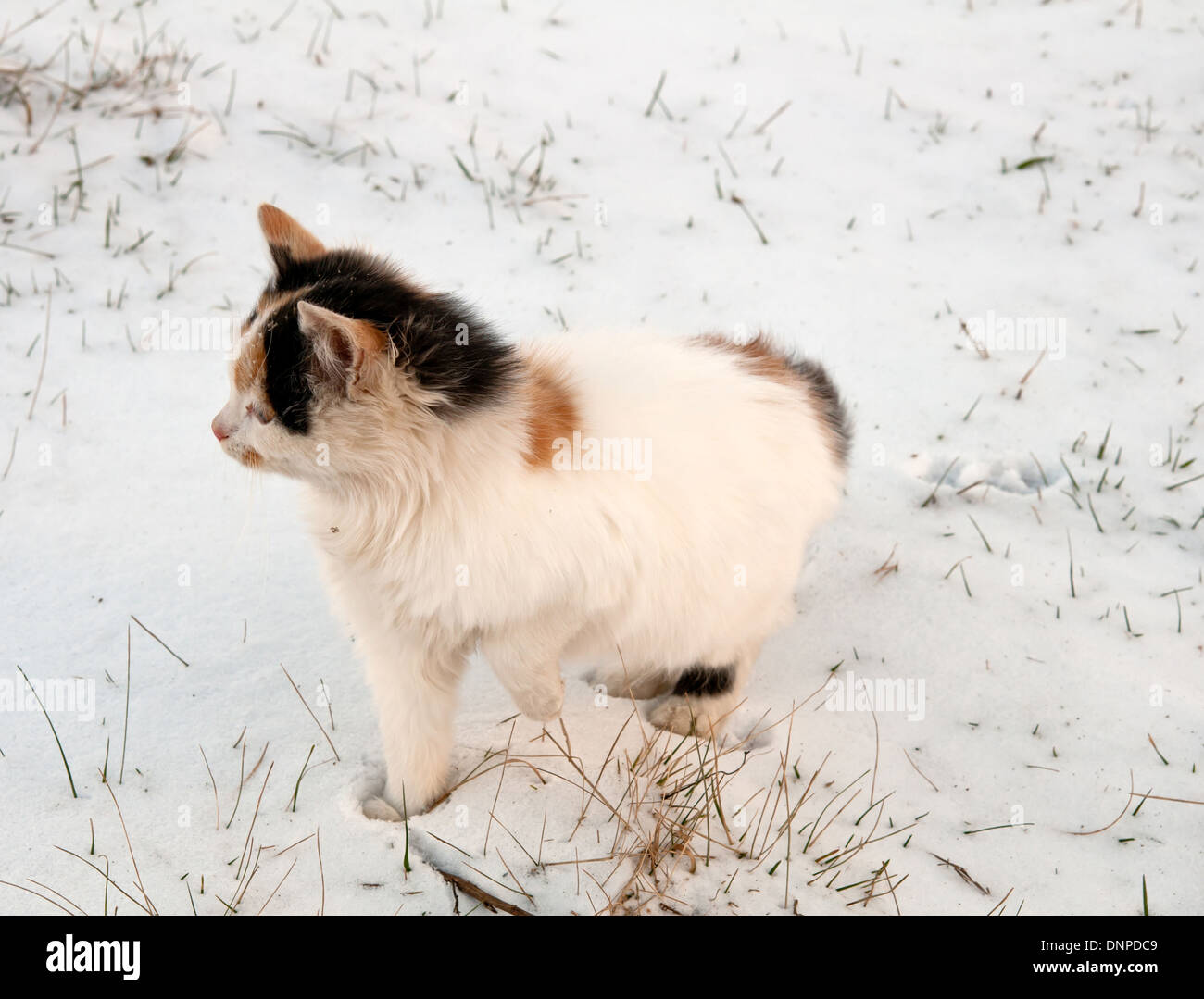Gato en la nieve de cerca Foto de stock