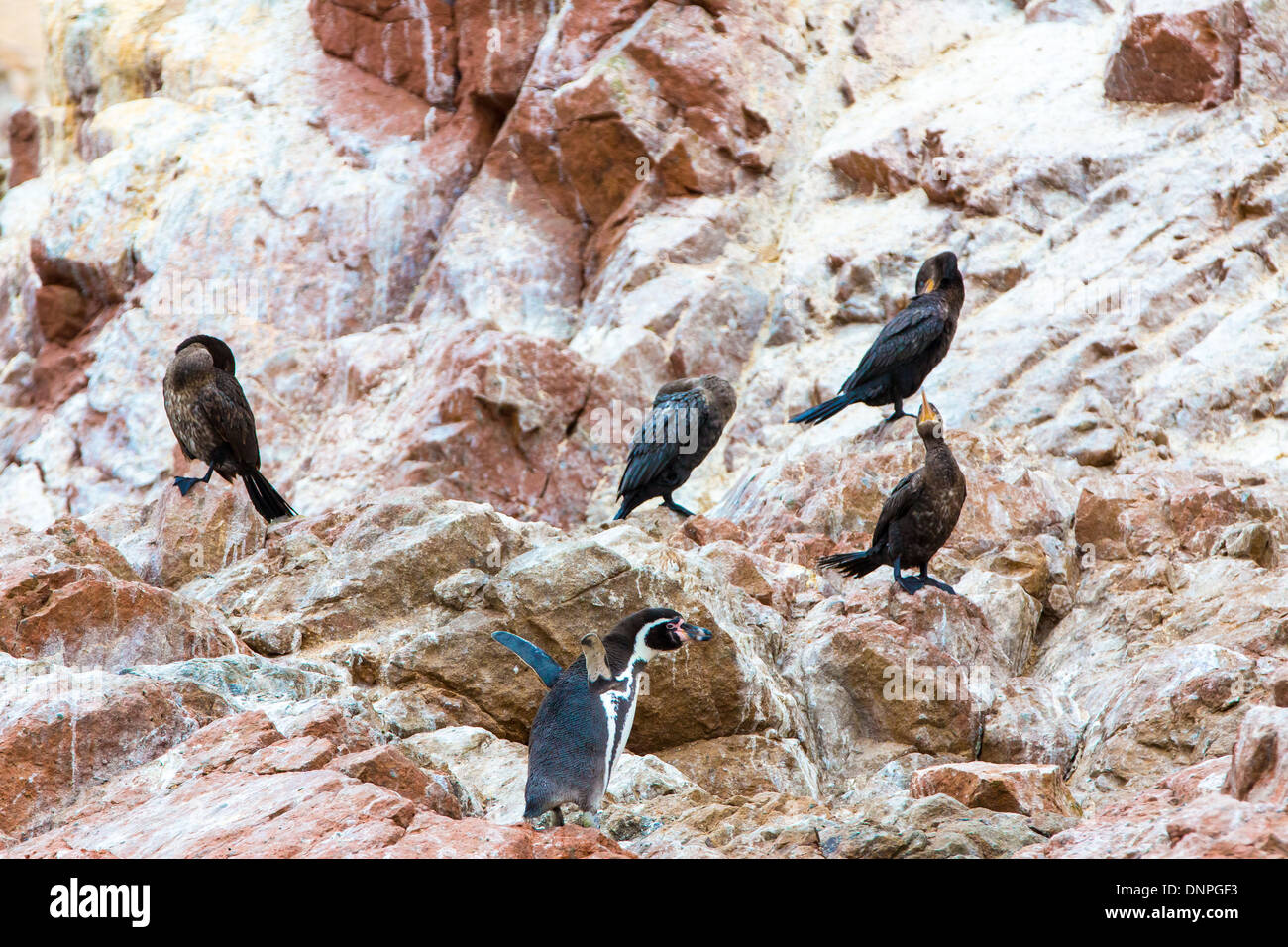 Los pingüinos de la costa de América del Sur en la Reserva Nacional de Paracas, Perú, Islas