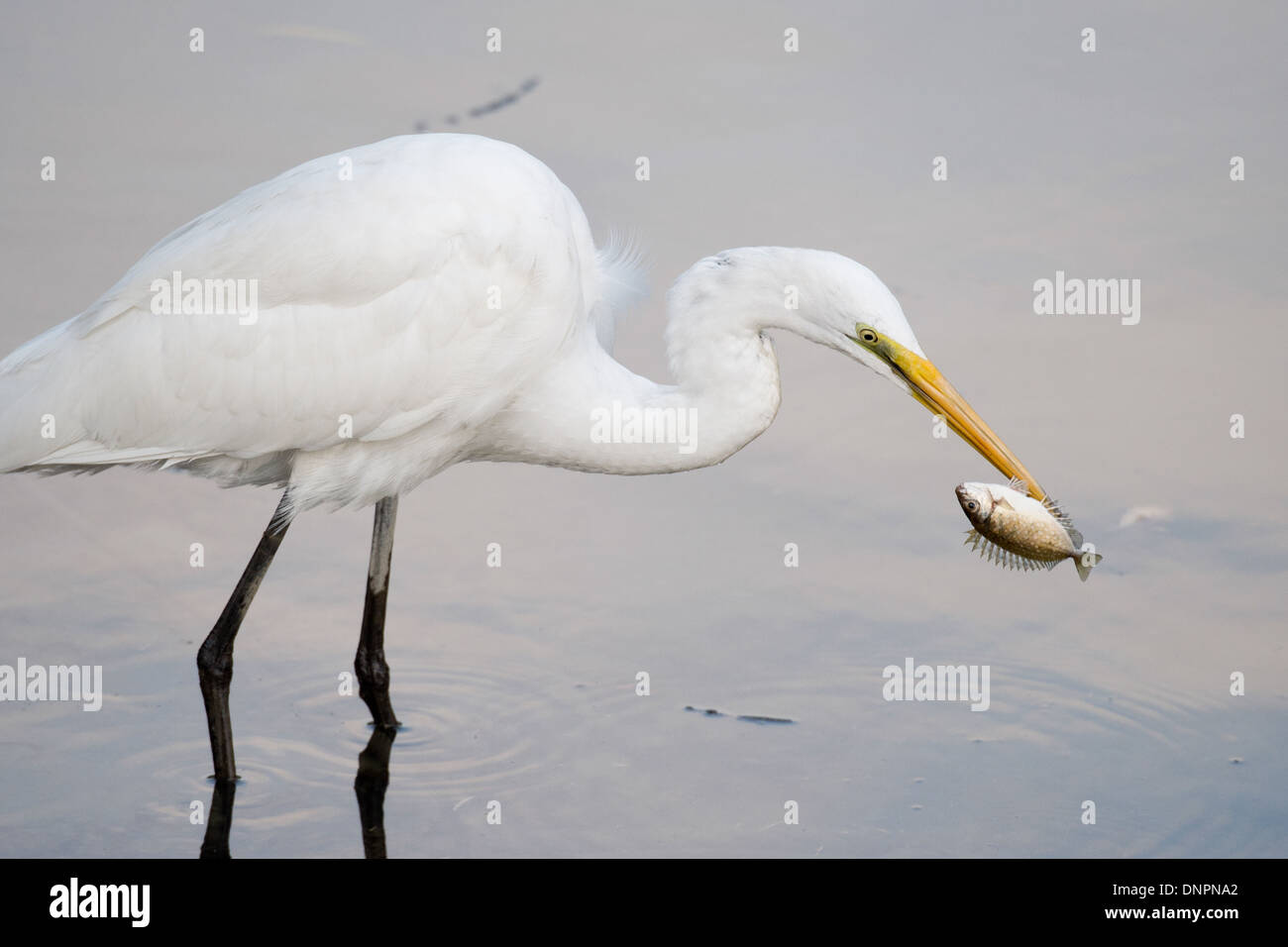 Delta del rio perla fotografías e imágenes de alta resolución - Alamy