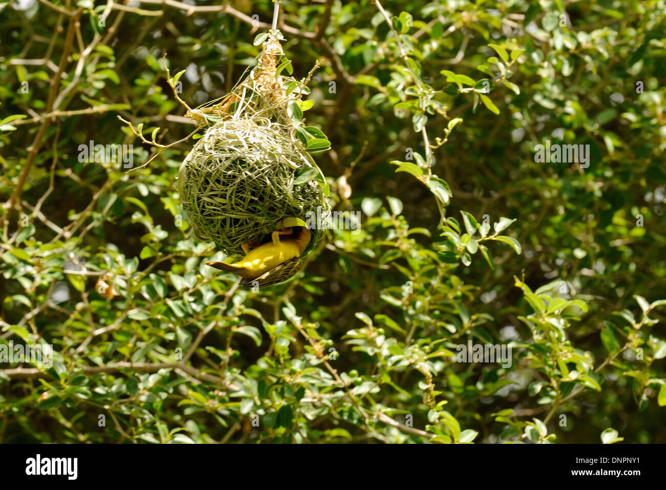 Rüppell el tejedor de pájaro anida en un árbol, Djibouti, el Cuerno de África Foto de stock