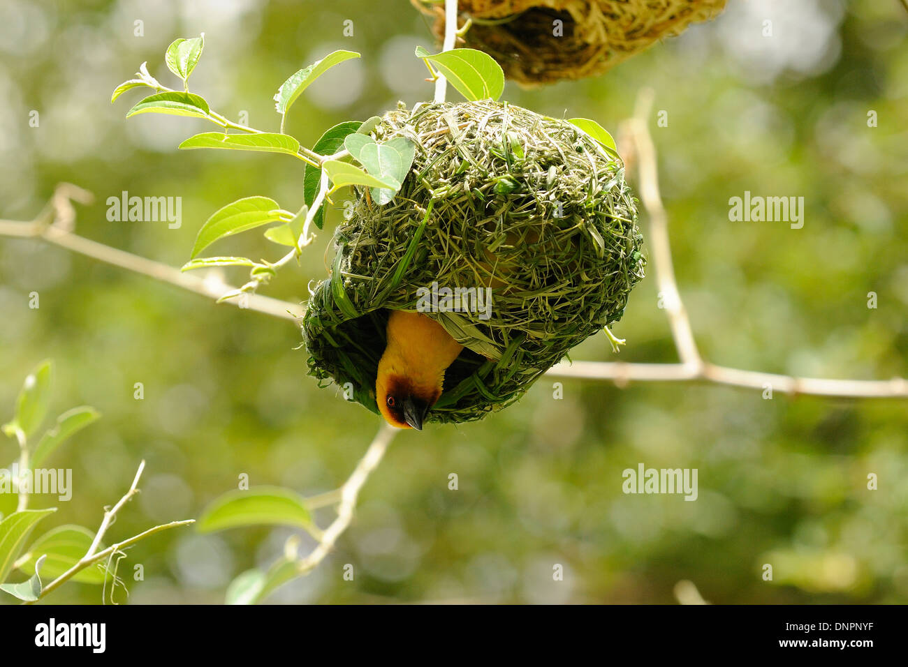 Rüppell el tejedor de pájaro anida en un árbol, Djibouti, el Cuerno de África Foto de stock