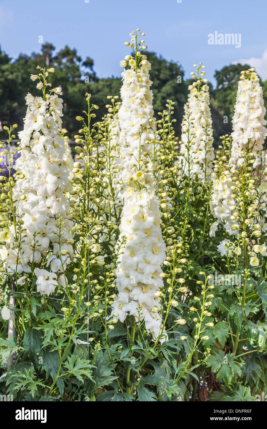 Blanco, Kennington delphinium 'Clásico', titular de una concesión de RHS Garden mérito Foto de stock