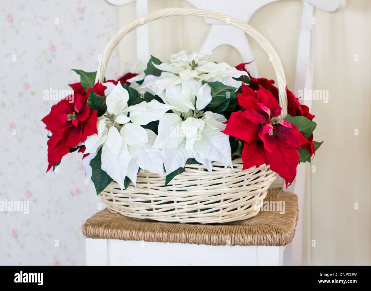 Flores de navidad fotografías e imágenes de alta resolución - Alamy