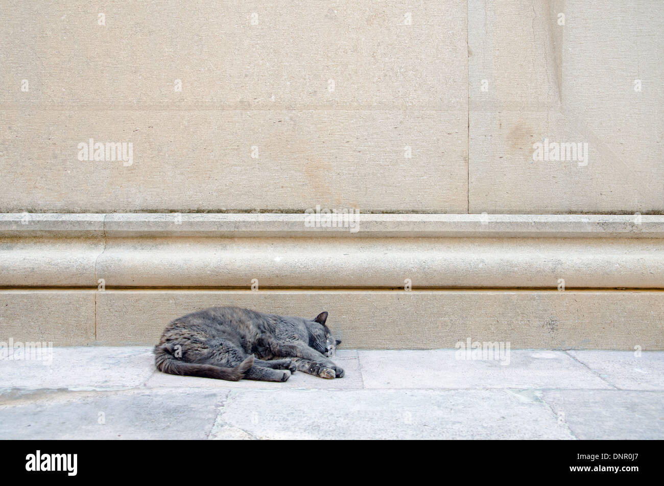 Un sueño street cat. Foto de stock