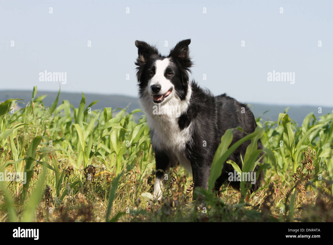 Perro Border Collie / adulto (blanco y negro) sentado en un prado Foto de stock