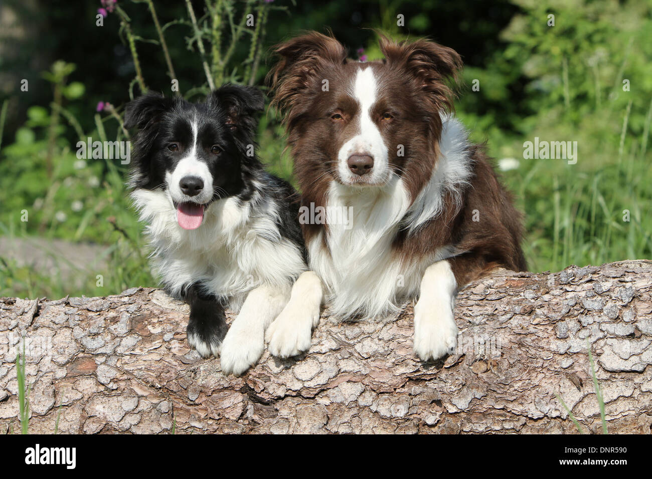 Perro Border Collie / adulto y cachorro (colores diferentes) tumbado sobre  un tronco de árbol Fotografía de stock - Alamy