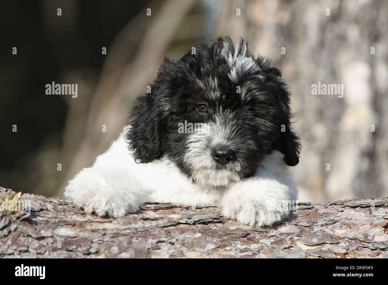 Perros grises fotografías e imágenes de alta resolución - Página 9 - Alamy