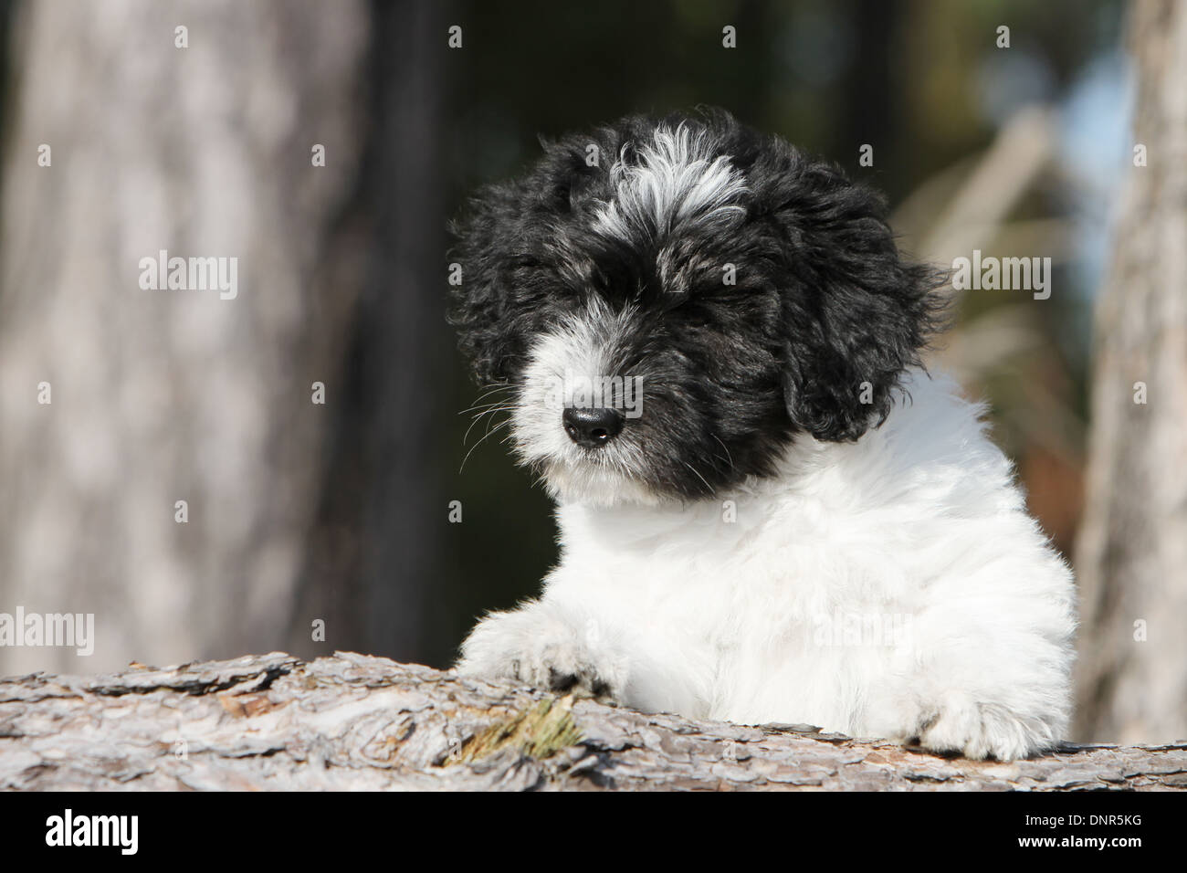 Perro perros Ovejero bajas Nizinny polaco Polski / cachorro tumbado sobre  un tocón de árbol Fotografía de stock - Alamy