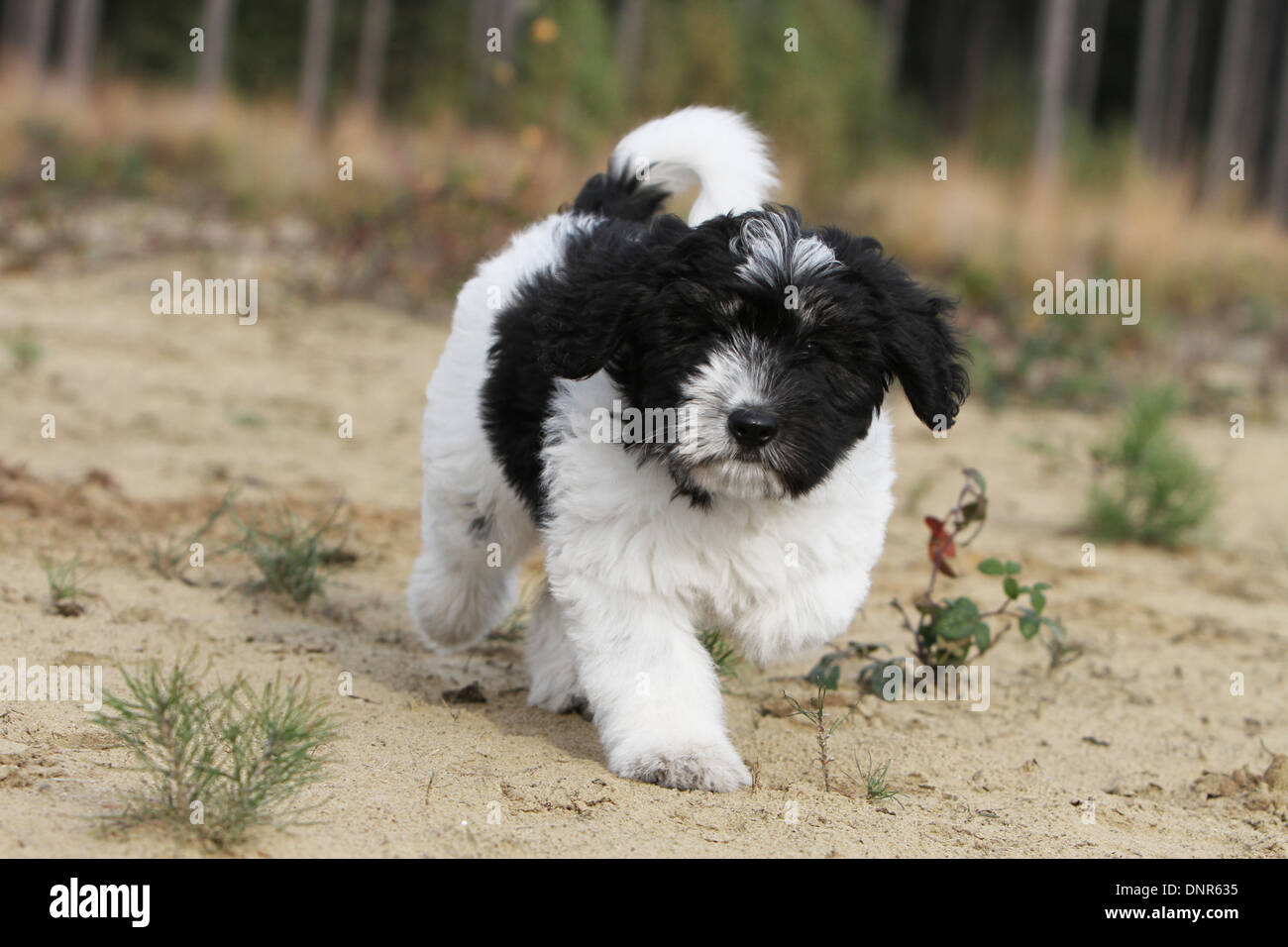 Perro perros Ovejero bajas Nizinny polaco Polski / cachorro corriendo en  una pradera Fotografía de stock - Alamy