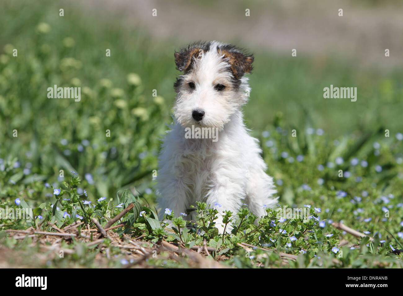 Perro Fox Terrier Wire / cachorro en una pradera permanente Fotografía de  stock - Alamy