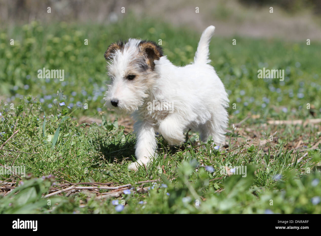 Perro Fox Terrier Wire / cachorro caminando en un prado Fotografía de stock  - Alamy