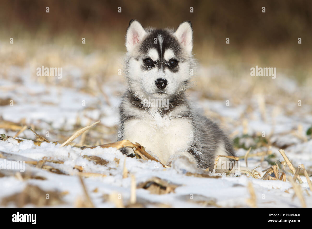 Husky Siberiano cachorro de perro en la nieve Fotografía de stock - Alamy