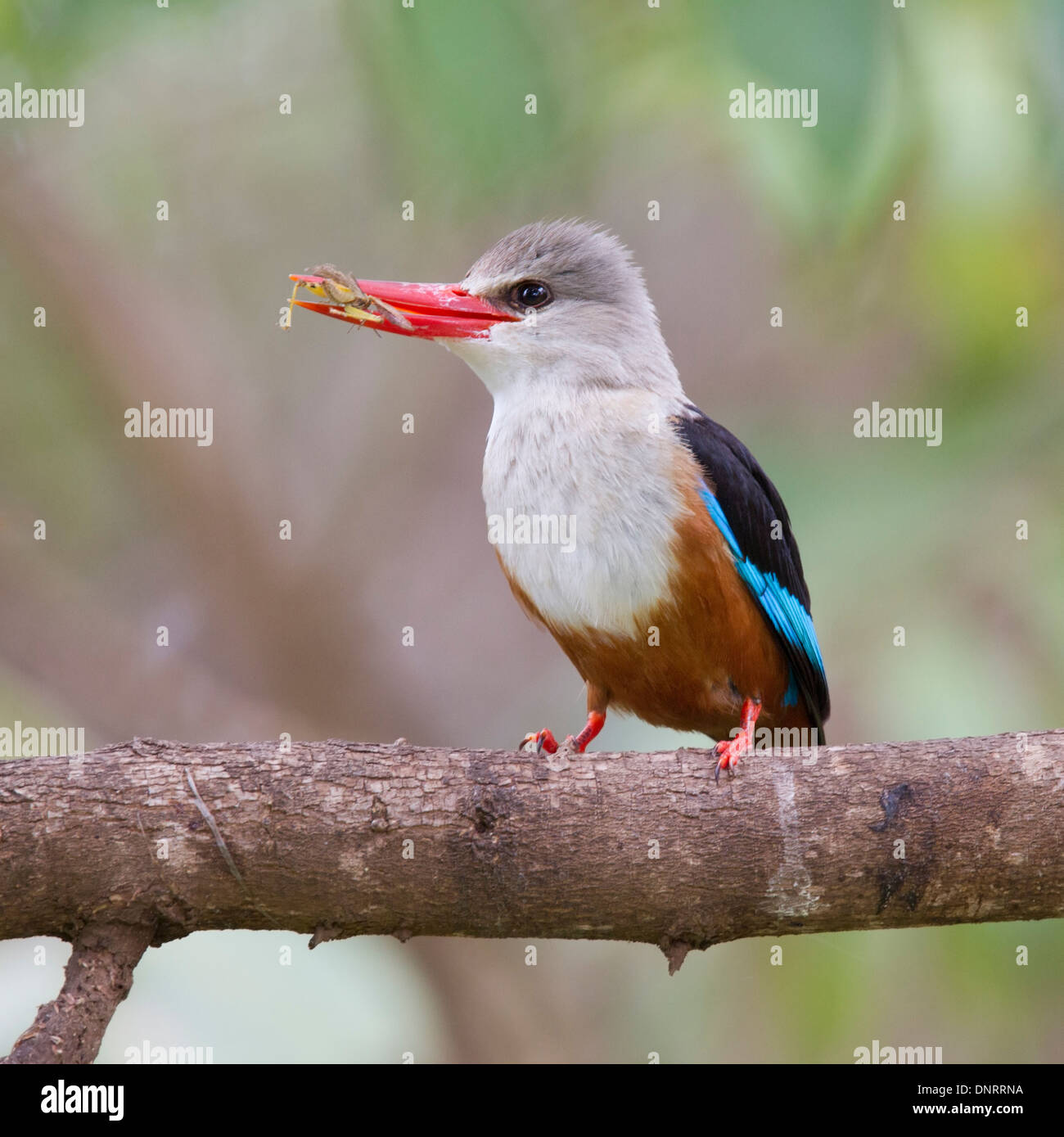 Kingfisher de cabeza gris con gancho Foto de stock