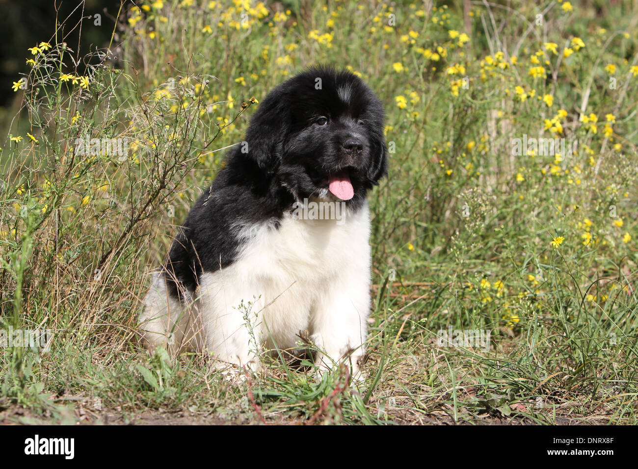 Perro Terranova / cachorro ( blanco y negro) sentado en un prado Fotografía  de stock - Alamy