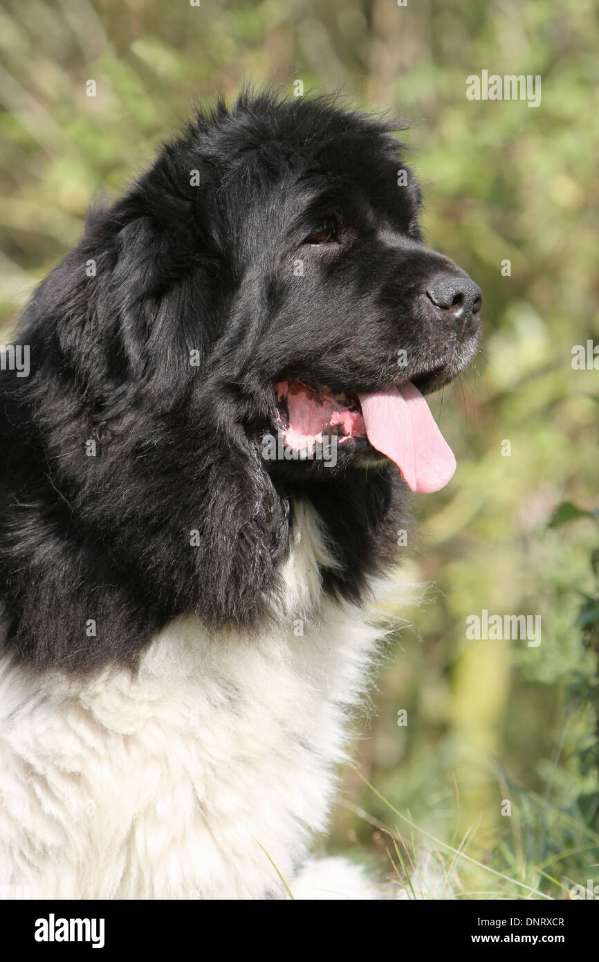 Perro Terranova / adulto (blanco y negro) retrato Fotografía de stock -  Alamy