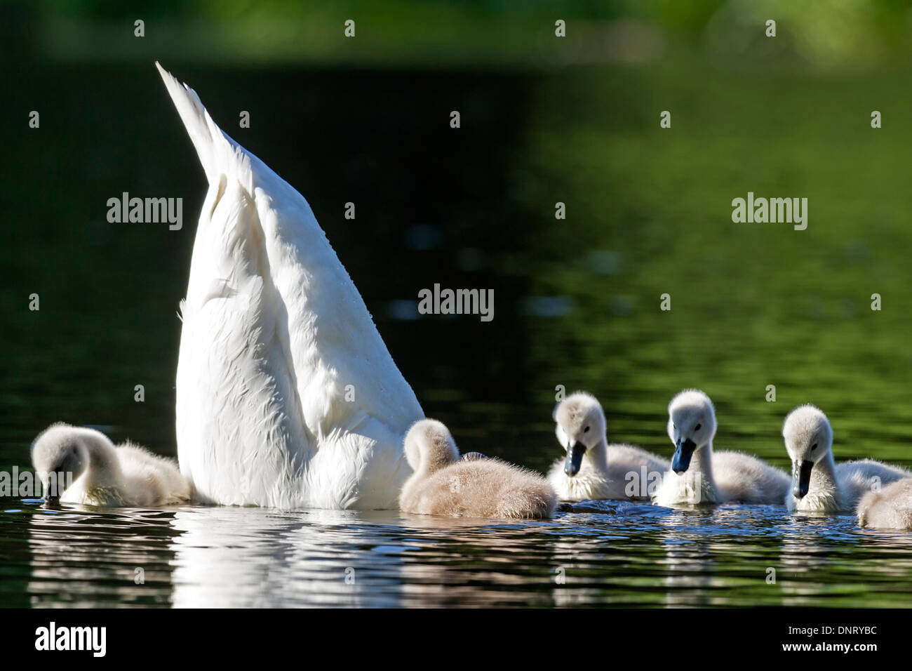 El White Swan con animal joven / Cygnus olor Foto de stock