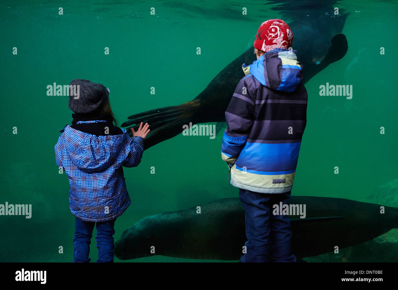 Children watching through glass aquarium fotografías e imágenes de alta