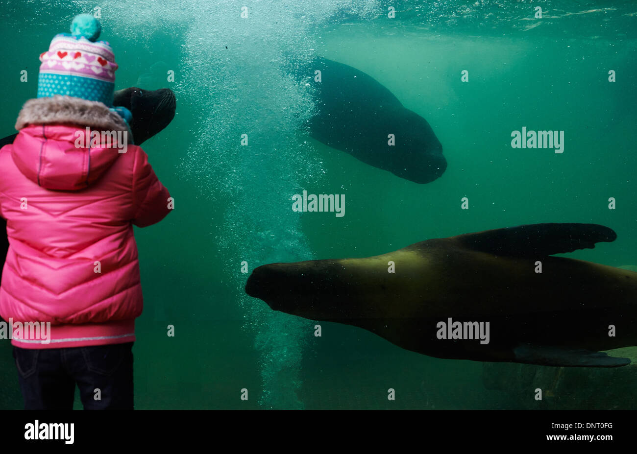 Children watching through glass aquarium fotografías e imágenes de alta