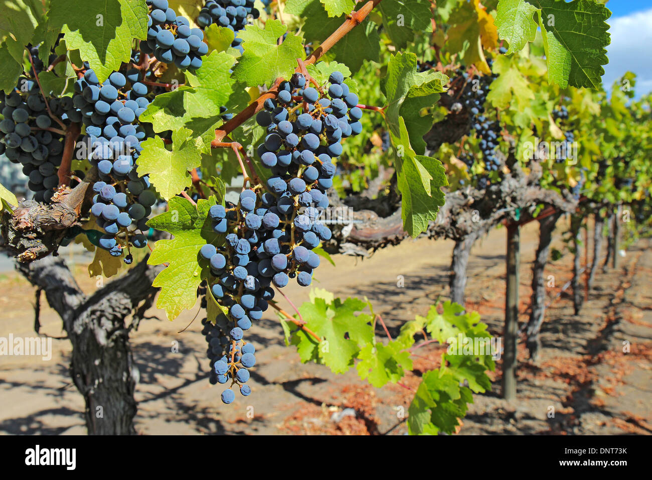 Una profundidad de campo limitada destaca el vino de uvas maduras, púrpura en un viñedo en el valle de Napa, cerca de Calistoga, California Foto de stock