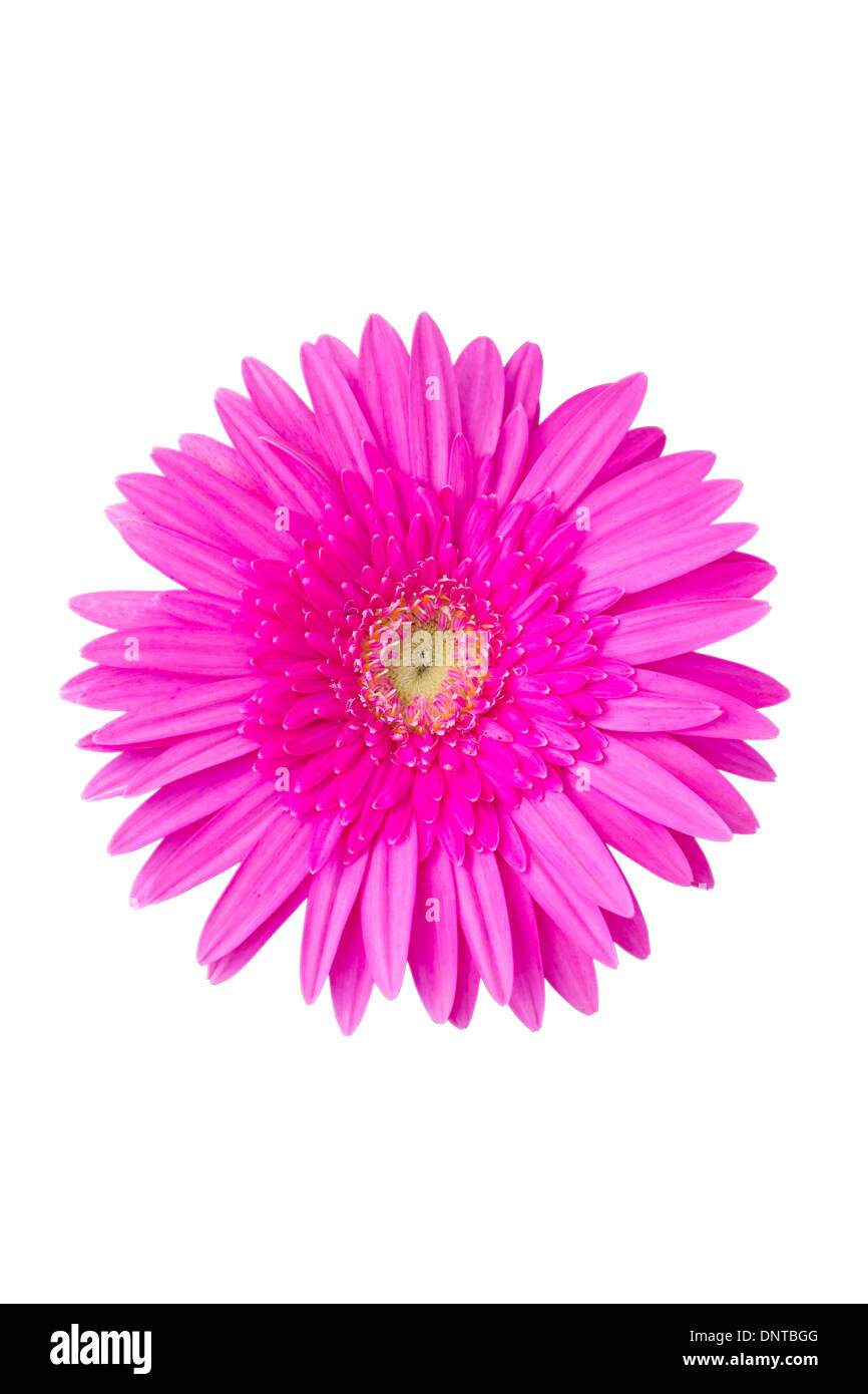 Pink gerbera flor. Foto de stock