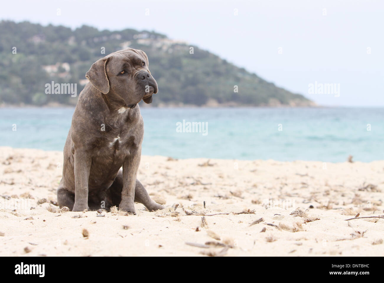 Perro Cane Corso Mastín Italiano Adulto Sentado En La Playa Foto