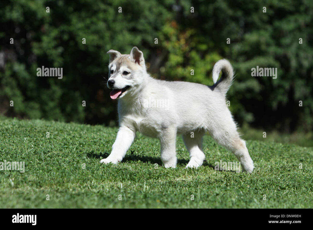 Bebé husky fotografías e imágenes de alta resolución - Página 8 - Alamy