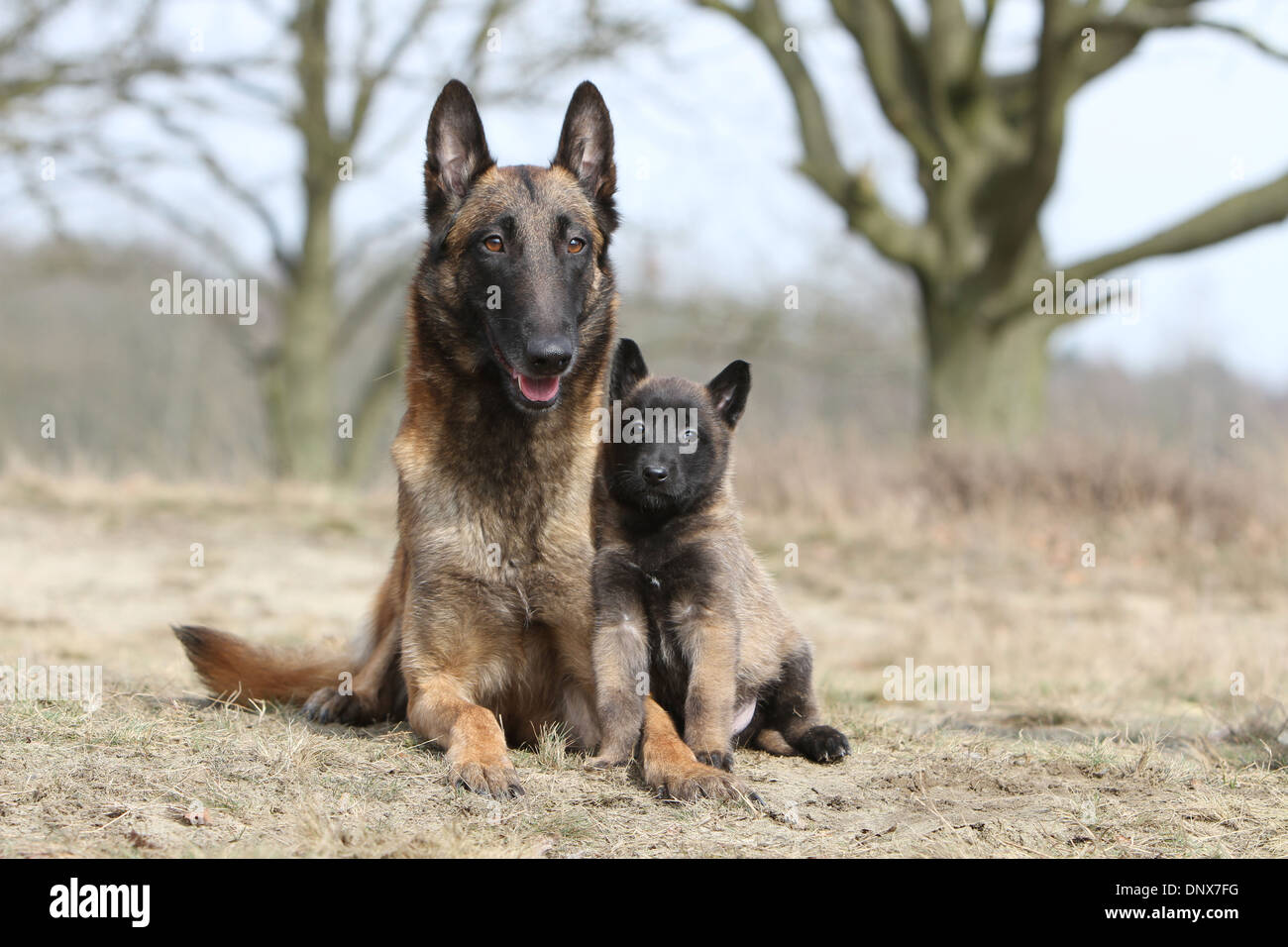 Perro Pastor Belga Malinois madre y cachorro Fotografía de stock - Alamy