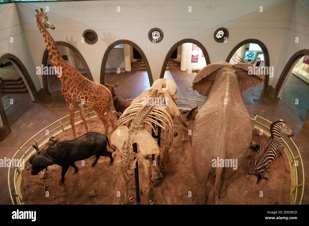 Gran salón de mamíferos en el Museo Nacional de Nairobi Kenya mostrando Jirafa Elefante Cebra y Búfalo con esqueleto de Ahmed Foto de stock