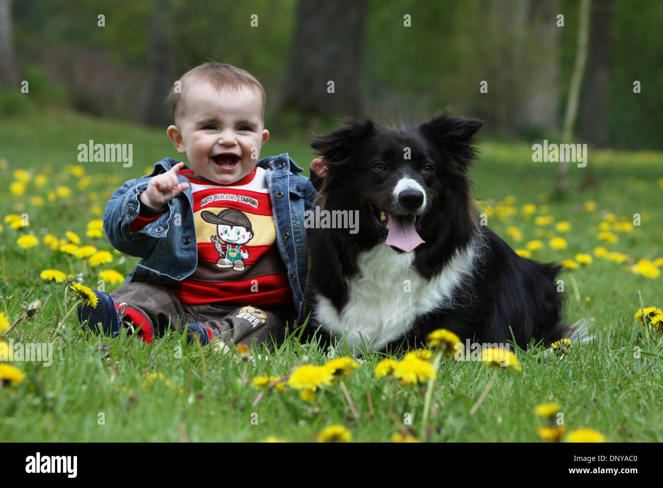 El Border Collie Perros Adultos Y Un Bebe Fotografia De Stock Alamy