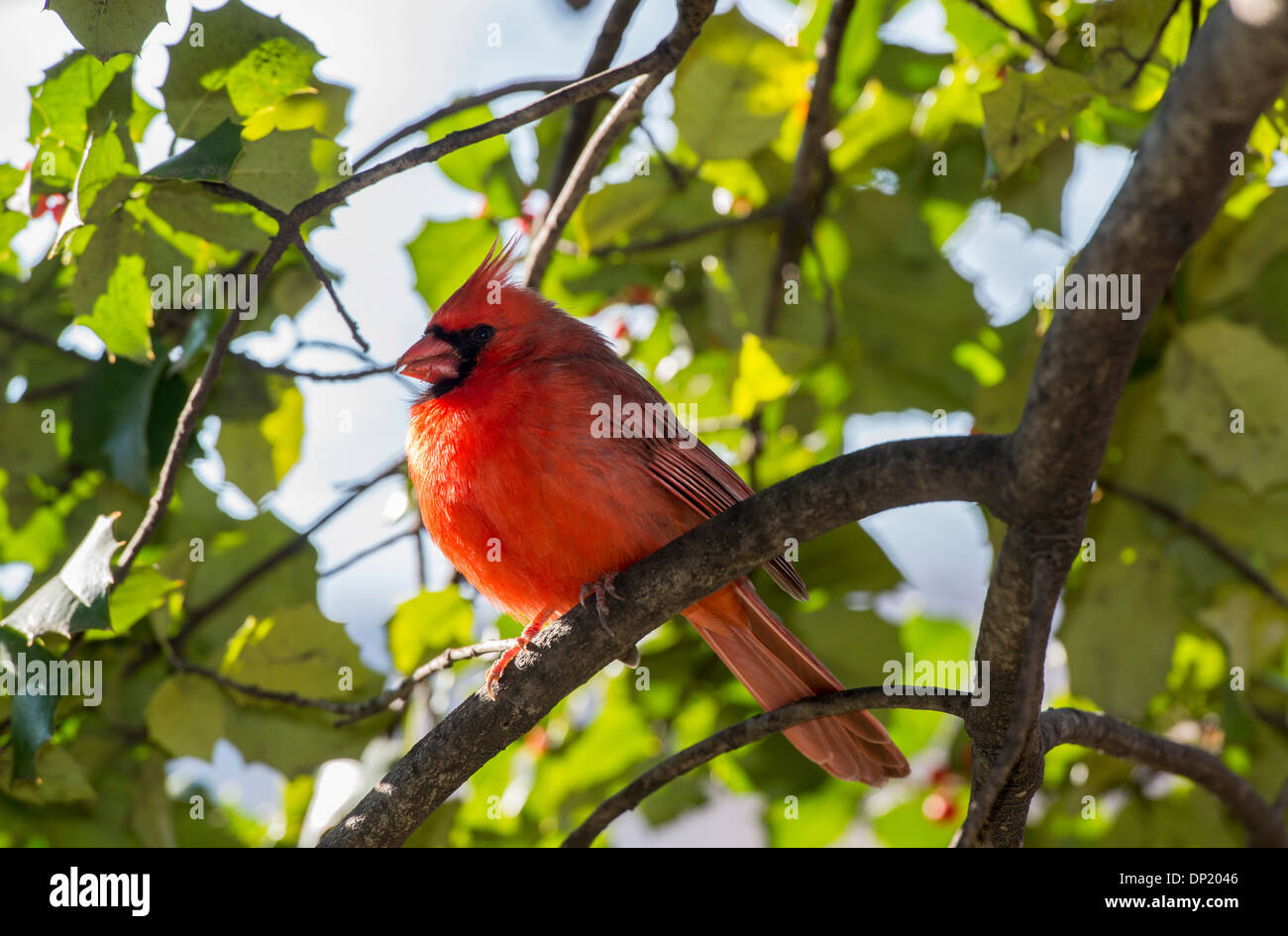 Cardenal norteño (Cardinalis cardinalis), Central Park, New York City, New York, EE.UU. Foto de stock