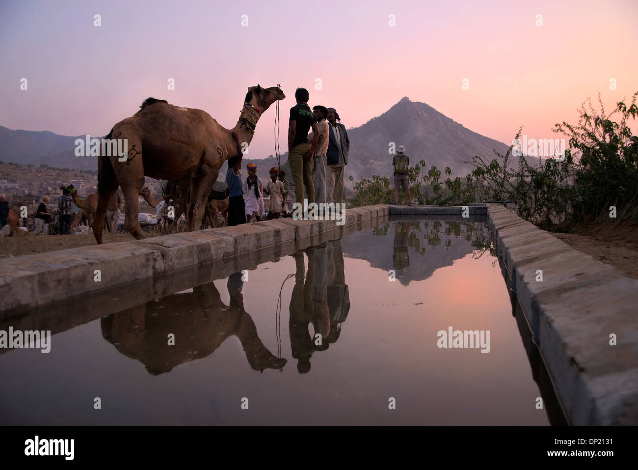 Feria de Pushkar, camello, la reflexión, la puesta de sol Foto de stock