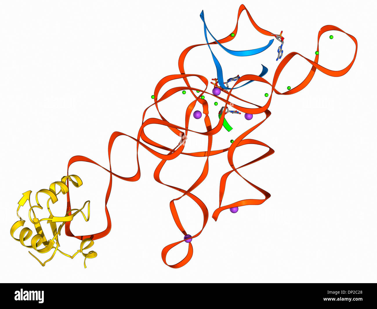 Auto-splicing de los intrones del ARN, modelo molecular Foto de stock