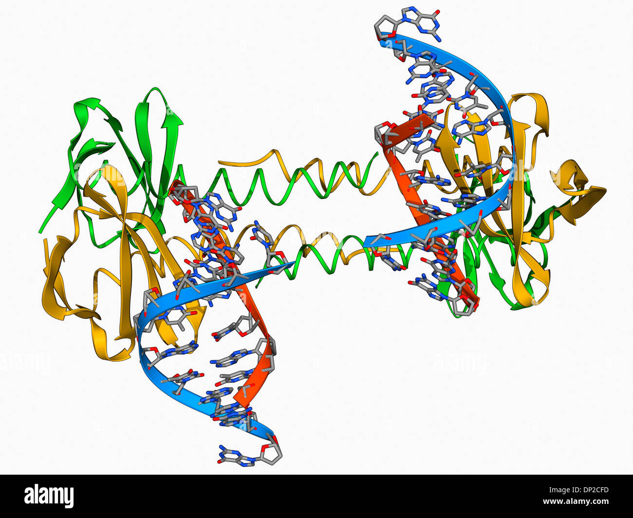 Proteínas de unión al ADN, modelo molecular Foto de stock