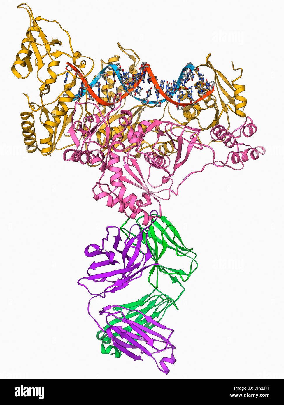 Hiv 1 transcriptasa inversa fotografías e imágenes de alta resolución