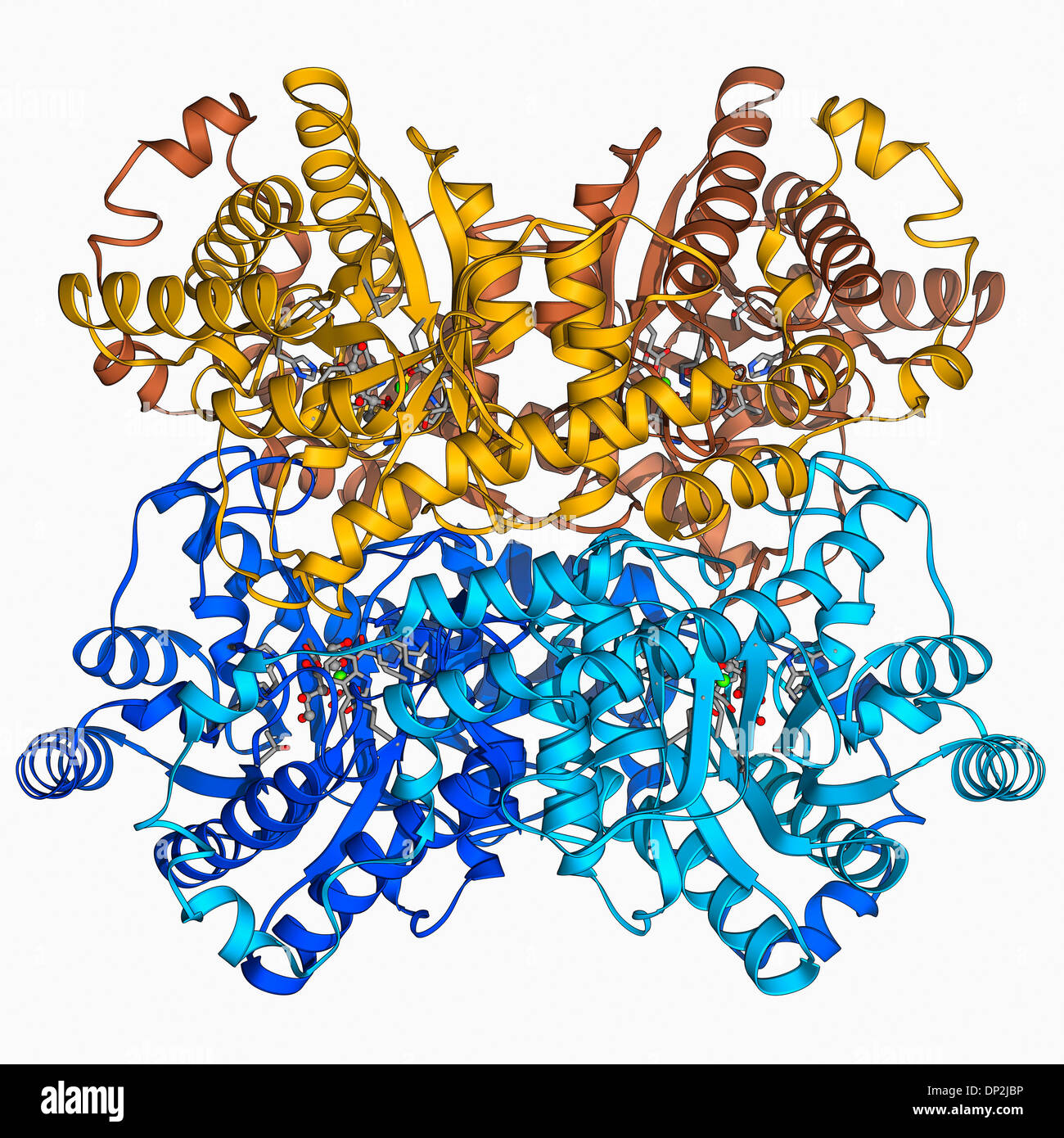 Xilosa complejo isomerase Foto de stock