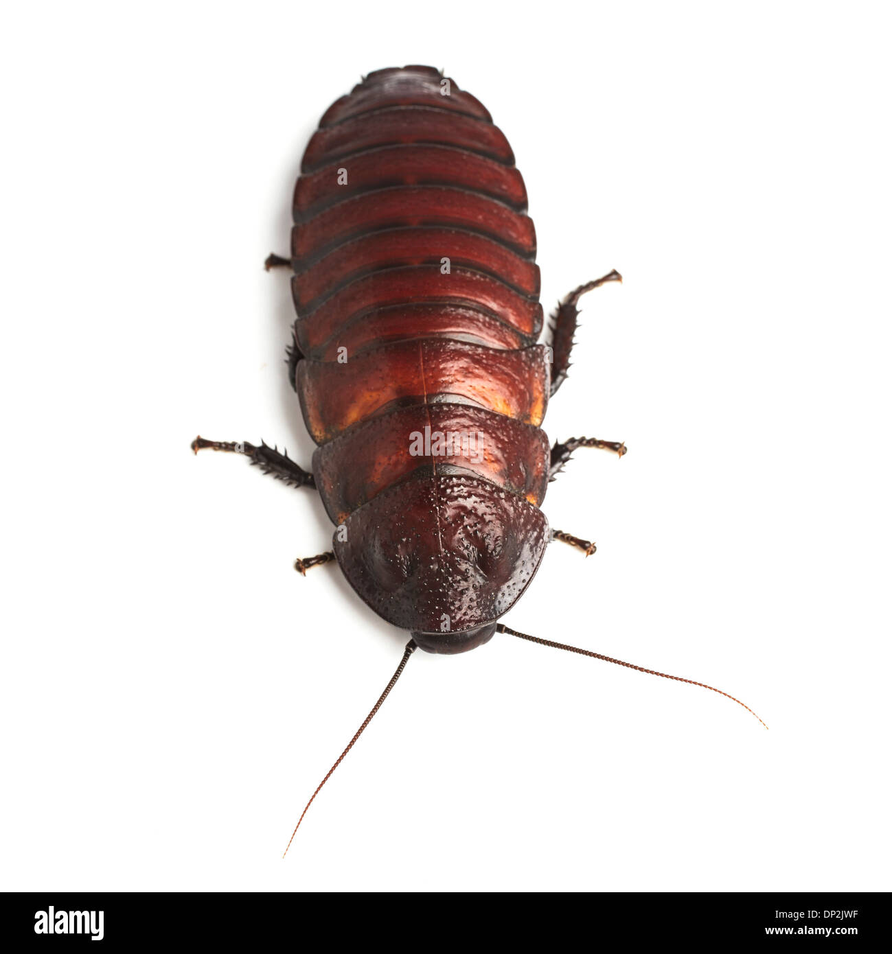 Madagascar cucaracha silbante Foto de stock