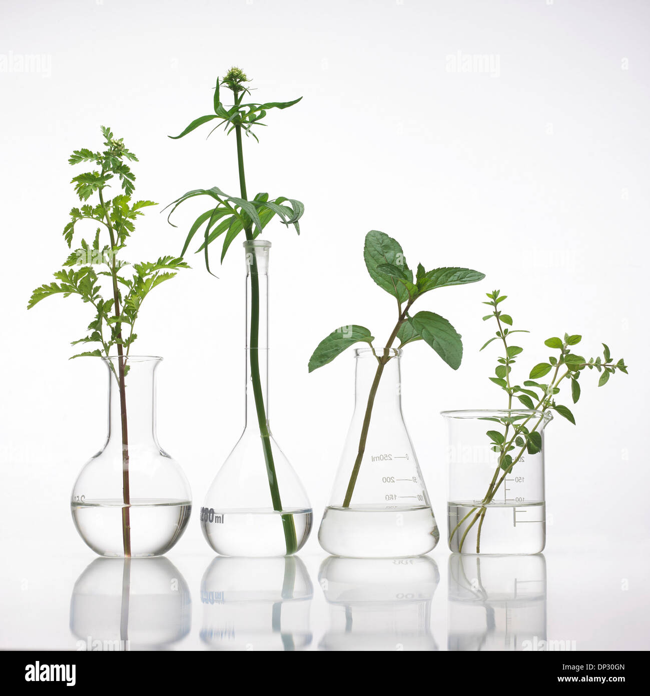Plantas medicinales, imagen conceptual Foto de stock
