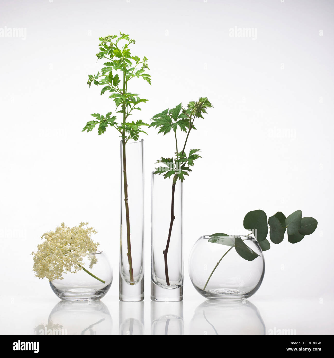 Plantas medicinales, imagen conceptual Foto de stock
