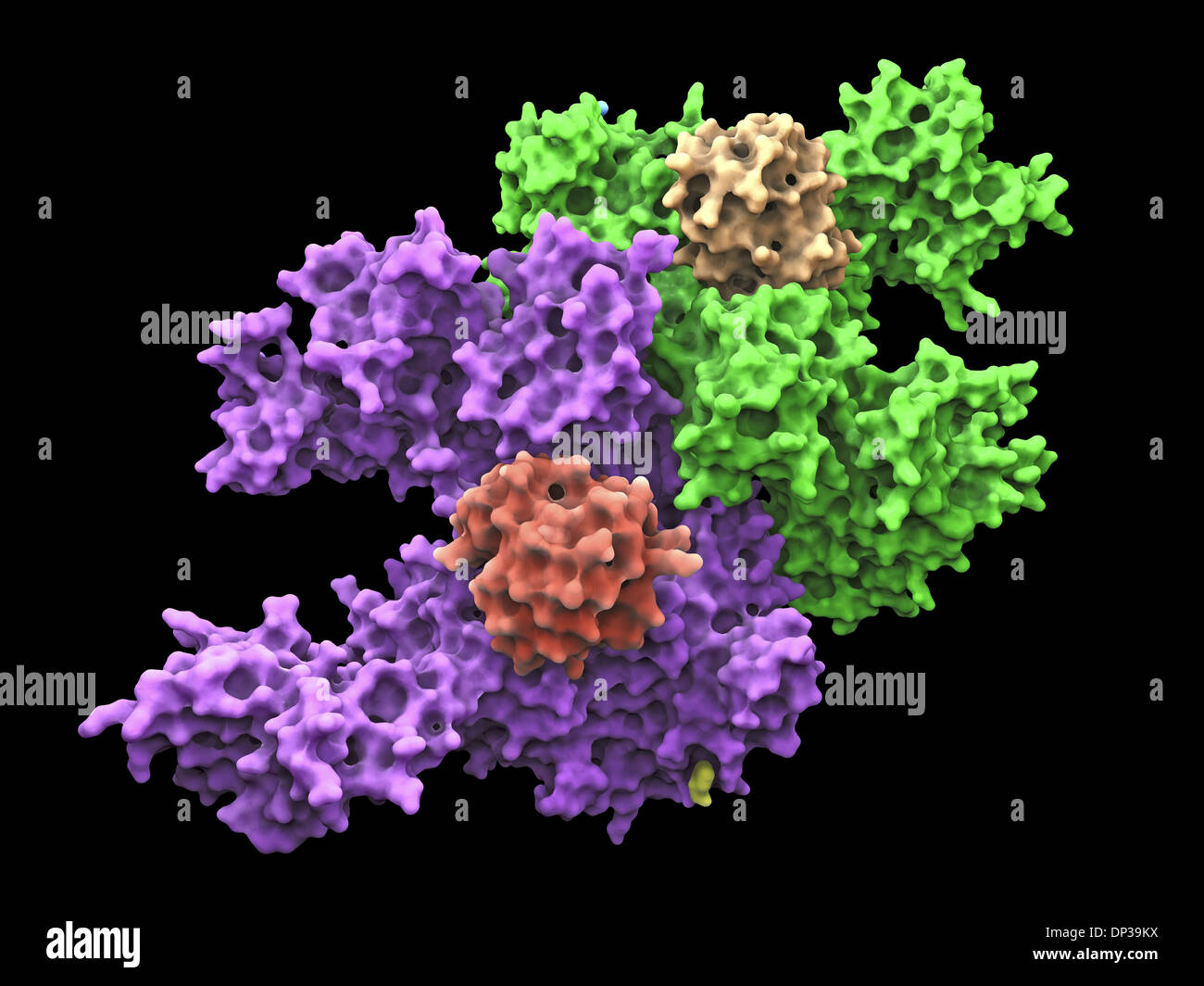 La activación de la proteína ubiquitina enzima E1 Foto de stock