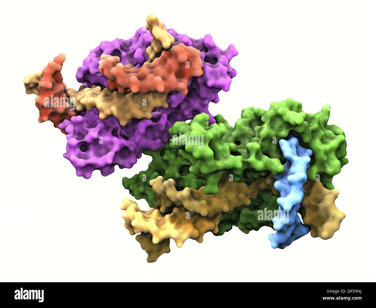 Colgajo de proteínas endonucleasa Foto de stock