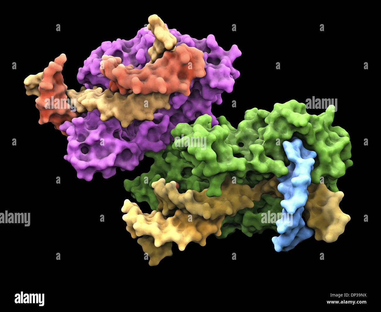 Colgajo de proteínas endonucleasa Foto de stock