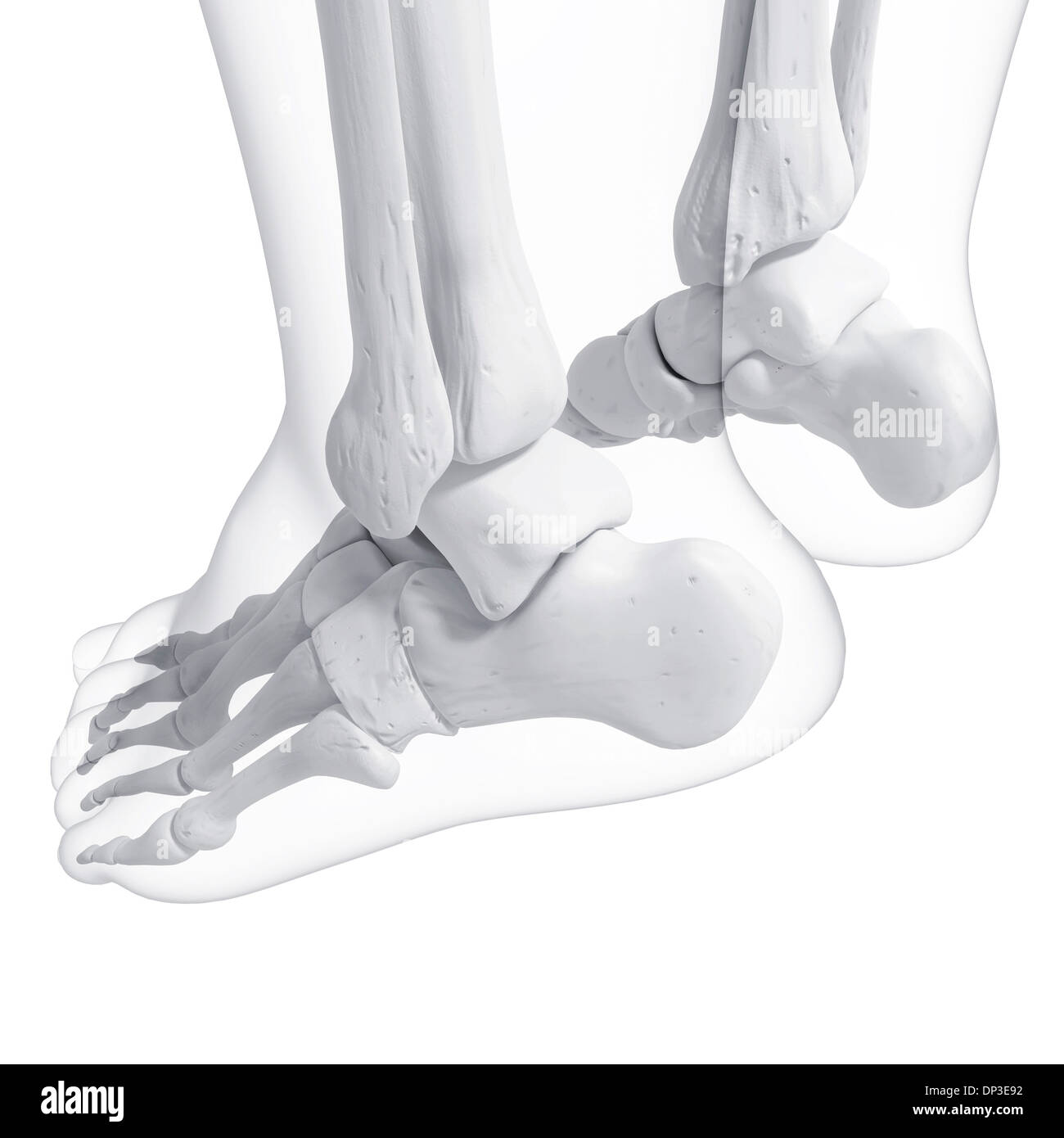 Huesos Del Nombres, Partes Y Funciones De Esta Anatomía, 41% OFF